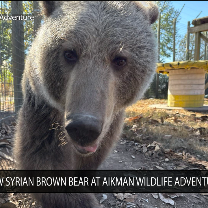 Aikman Wildlife Adventure welcomes new Syrian Brown Bear
